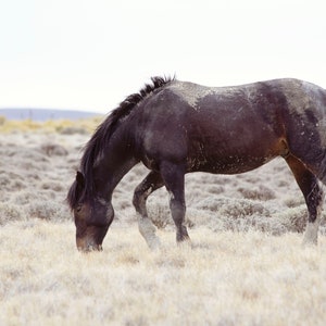 DIGITAL DOWNLOAD- Wild horse Photography, Black Beauty- Wyoming Wild horses, wild life print, Wall decor