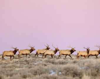 PHOTOGRAPHY PRINT-Bull Elk Herd on the Horizon