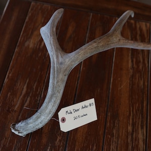 ANTLER 13: 4 point mule deer antler shed, 20 1/2 inches tall by 15 inches wide, weighs 1 lb 8.2 ounces, rustic decorations