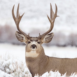 PHOTOGRAPHY PRINT- Mule deer buck, Mule deer photography, wild life photography, outdoor photography, nature photography