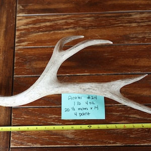 ANTLER 24: LARGE 4 point mule deer antler shed, measures 20 1/2 inches tall by 14 inches wide, Rustic Decor, Western Decor, Antler Shed