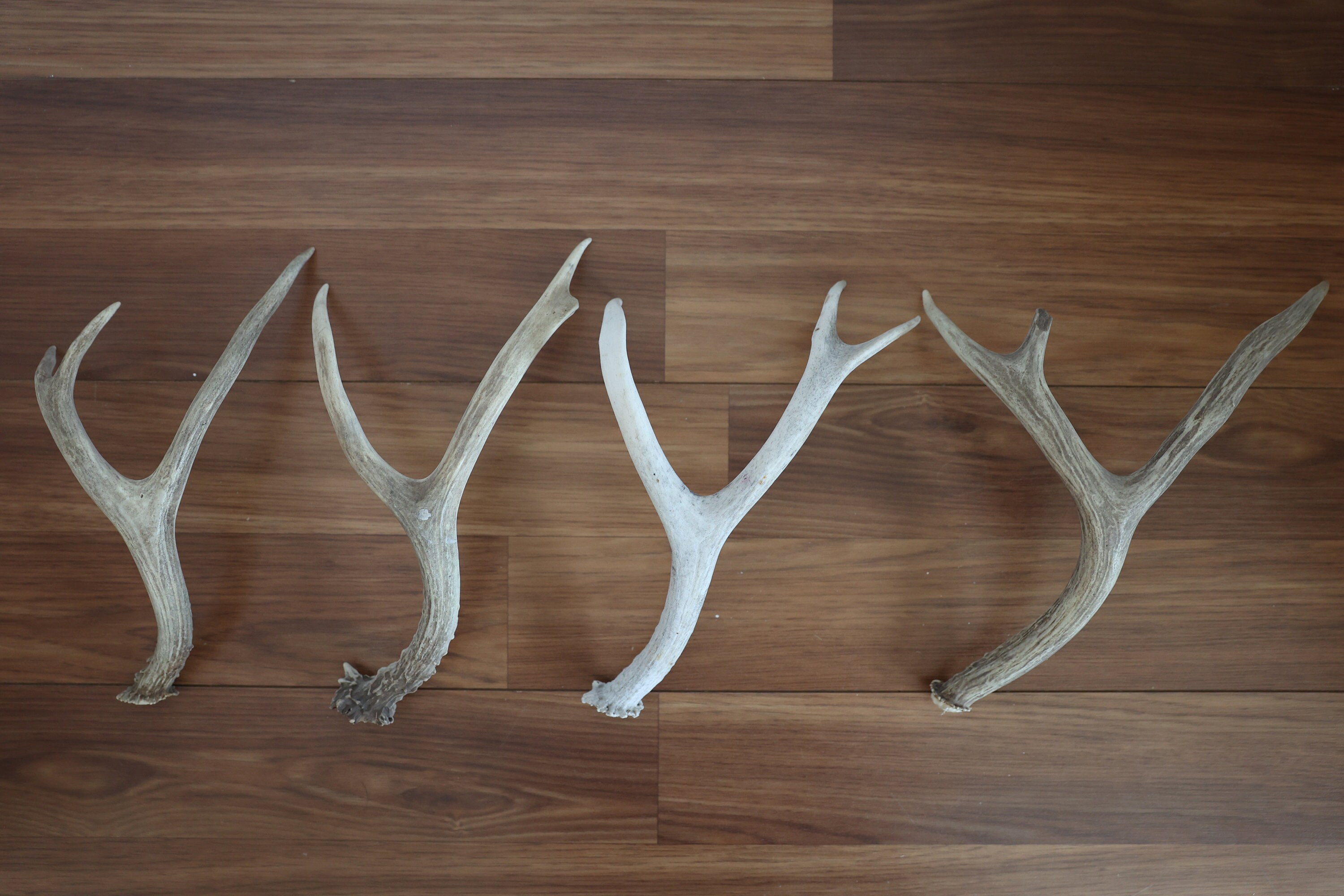 Gathered 3 Point White Tail Deer Antler Rack by BCI Crafts