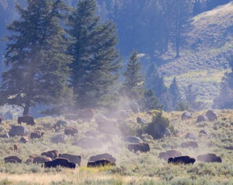 PHOTOGRAPHY PRINT- Buffalo herd in Yellowstone National Park, Wildlife photography, outdoor photography,