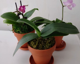 Out of Bloom Orchid