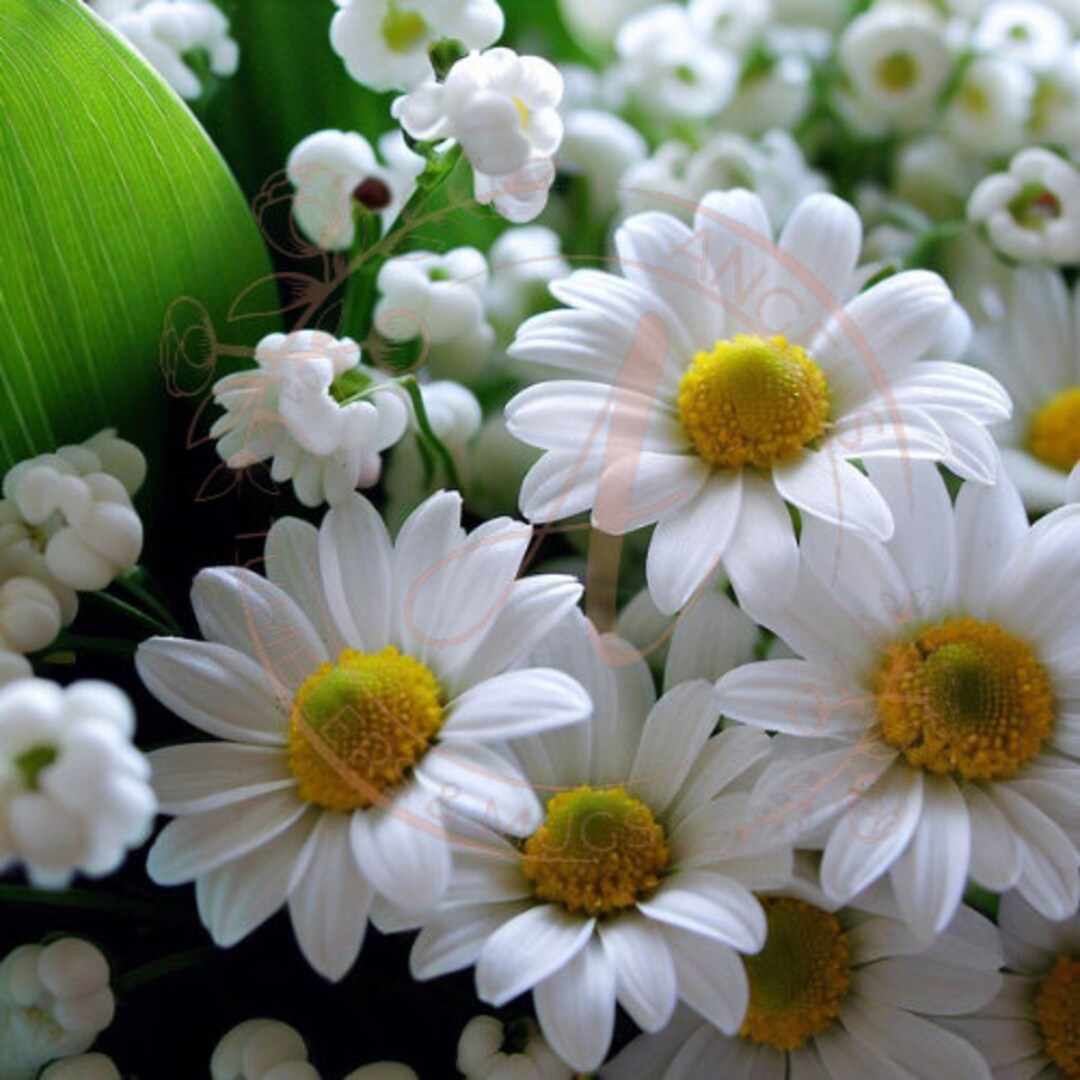 SVG Daisy and Lily of the Valley Wrap Etsy