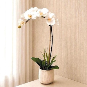 May include: A white orchid plant in a cream-colored, textured pot. The orchid has multiple white flowers with yellow centers and green leaves. The plant sits on a light-colored surface, with a neutral-toned wall and curtain in the background.