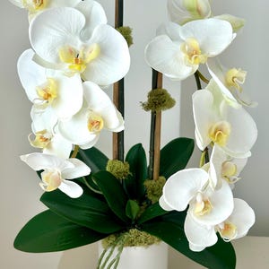 May include: A white orchid arrangement in a white ceramic pot. The orchid features large, delicate white petals with yellow centers. Dark green leaves and moss add contrast. The arrangement is supported by dark brown stems.