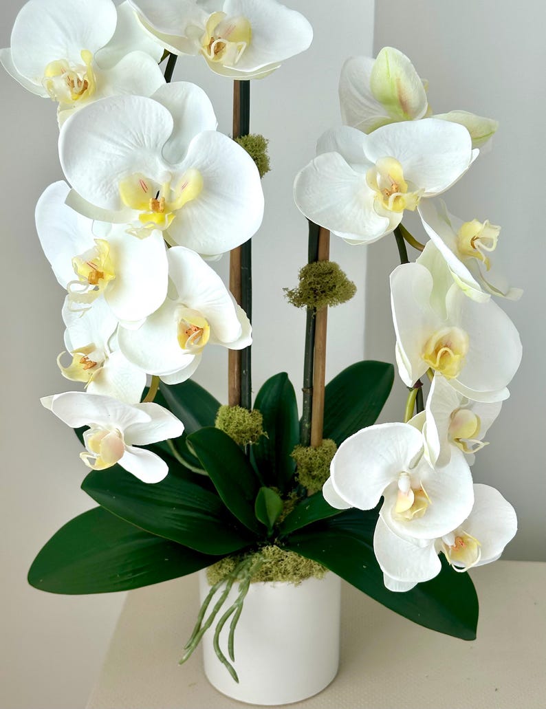 May include: A white orchid arrangement in a white ceramic pot. The orchid features large, delicate white petals with yellow centers. Dark green leaves and moss add contrast. The arrangement is supported by dark brown stems.