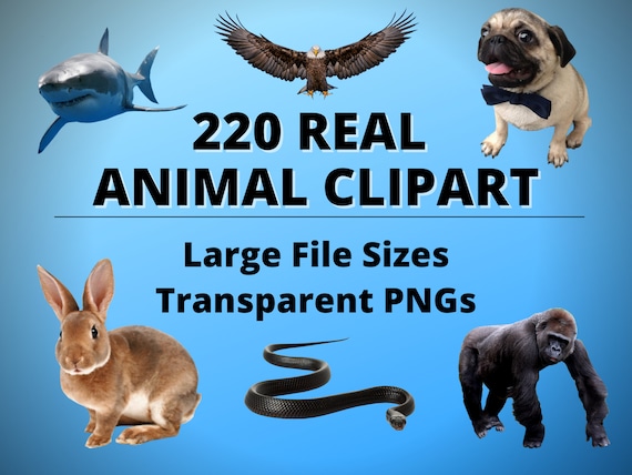 220 Real Animal Clipart Images - PNGs with Transparent Backgrounds - Animal PNGs - Animal Clipart - Clipart PNGs - Animals Designs Images