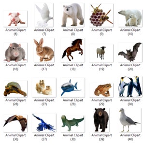 May include: A collage of animal clipart images, including a pig, dove, polar bear, wasp nest, bat, turtle, dog, shark, frog, penguin, eagle, parrot, lizard, bear, and seagull.
