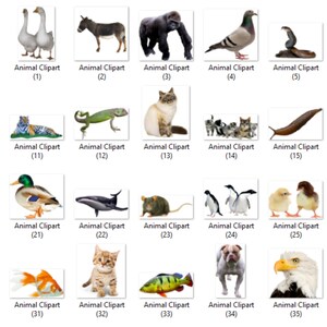 May include: A collection of 35 animal clipart images, including a goose, donkey, gorilla, pigeon, snake, tiger, lizard, cat, kittens, slug, duck, whale, rat, penguin, chicks, goldfish, kitten, fish, bulldog, and eagle.