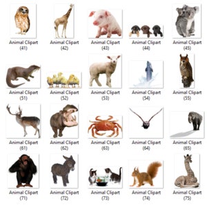 May include: A collection of 25 animal clipart images, including a brown owl, a giraffe, a piglet, two puppies, a koala, an otter, a group of yellow chicks, a sheep, a dolphin jumping out of the water, an owl perched on a branch, a deer, a hippopotamus, a crab, a bat, an elephant, a monkey, a donkey, two cats, a squirrel, and a giraffe.