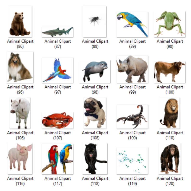 May include: A collection of animal clipart images, including a bear, shark, fly, parrot, frog, dog, bird, seal, rhinoceros, cow, white cow, crab, pug, scorpion, lion, pig, parrots, panther, and a monkey.