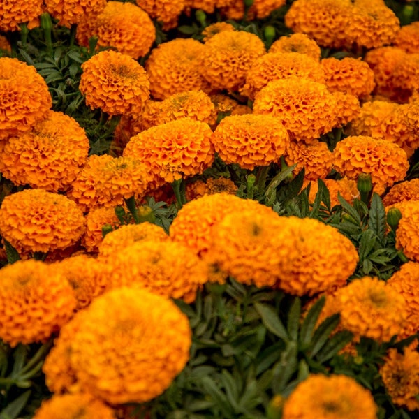 Marigolds. Cempasuchil Seeds (Tagetes Erecta) 20 seeds