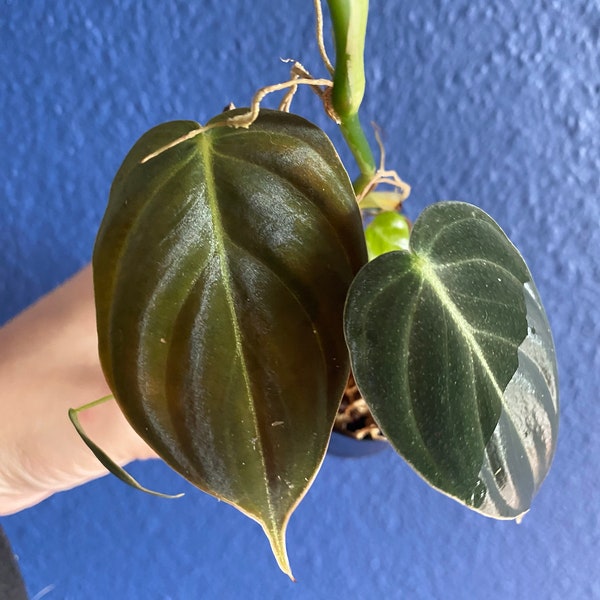 Philodendron Melanochrysum Cutting, 2" Starter Plant, Rooted Cutting, Rare Aroid Node, Velvet House Plants, Tropical Seedling, Wet Stick