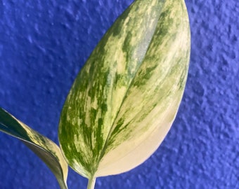 Monstera Standleyana Albo Cutting, Variegated Monstera, Tricolor, 2" Starter House Plant, Rooted Node Cutting, Rare Aroid