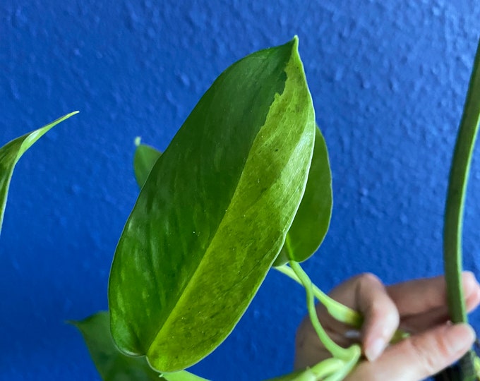 Philodendron Jose Buono Cutting, Starter House Plant, Rooted Node