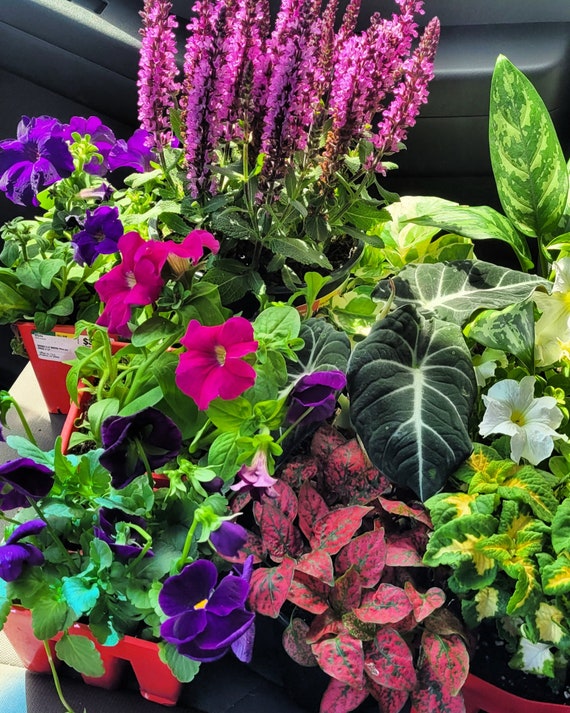 Specialty Plants Etsy