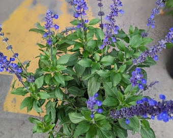 Salvia Mistery blue 5 gall