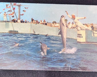 Vintage Marine Studios Postcard now Marineland