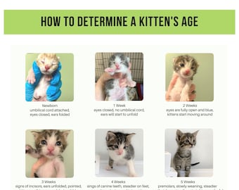 Kitten Lady At What Age Do You Wean Kittens Buy Kitten Age Chart