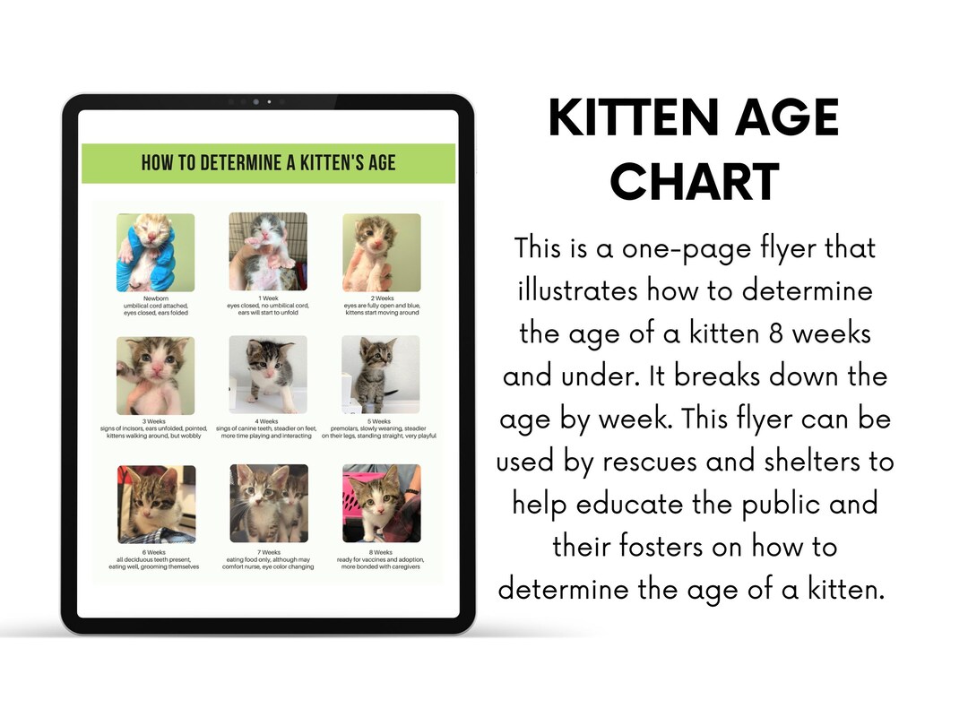 Kitten Age Chart how to Determine the Age of a Kitten for - Etsy