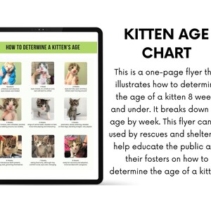 Kitten Age Chart how to Determine the Age of a Kitten for - Etsy
