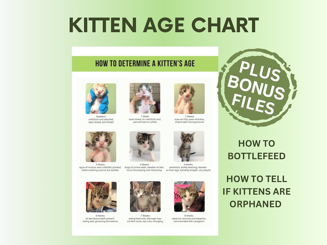 Kitten Age Chart: Rescue & Foster Guide (PDF & JPG) - Etsy