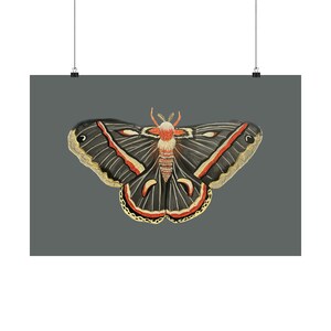 Matte Cecropia Moth Poster