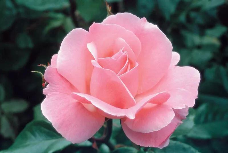 Elisabethan Rose セット 180ml-woburn-abbey-449331_250x