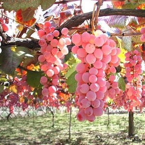 1 SUPER RARE Japanese Koshu Grapes Grapes Plant ORGANIC Etsy