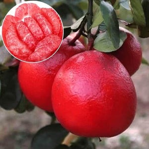 SUPER RARE Red Pomelo Citrus Fruit Citrus Paradisi. Rare 'fruit' Chinese Grapefruit, Red-orange - 3 cuttings for rooting or grafting
