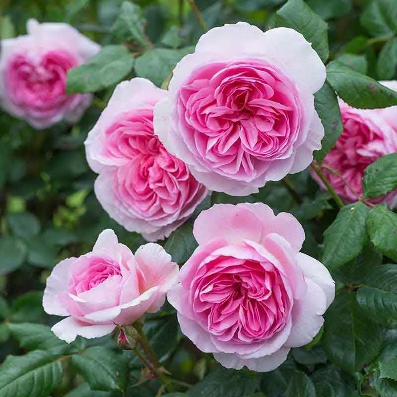 Aus Roses SUPER RARE Ausoutcry Roses 3 Cuttings for Rooting or Grafting - Etsy