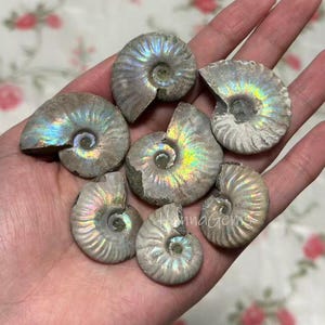 Puede incluir: Una colección de fósiles de amonitas iridiscentes, que muestran una variedad de tamaños y patrones en espiral. Los fósiles exhiben un espectro de colores, incluyendo azules, verdes y amarillos, con un brillo nacarado. La imagen es de una mano sosteniendo los fósiles.