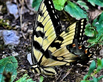INSTANT DOWNLOAD Black Swallowtail Butterfly on Yellow Flowers Printable Wall Art Insect Nature ...