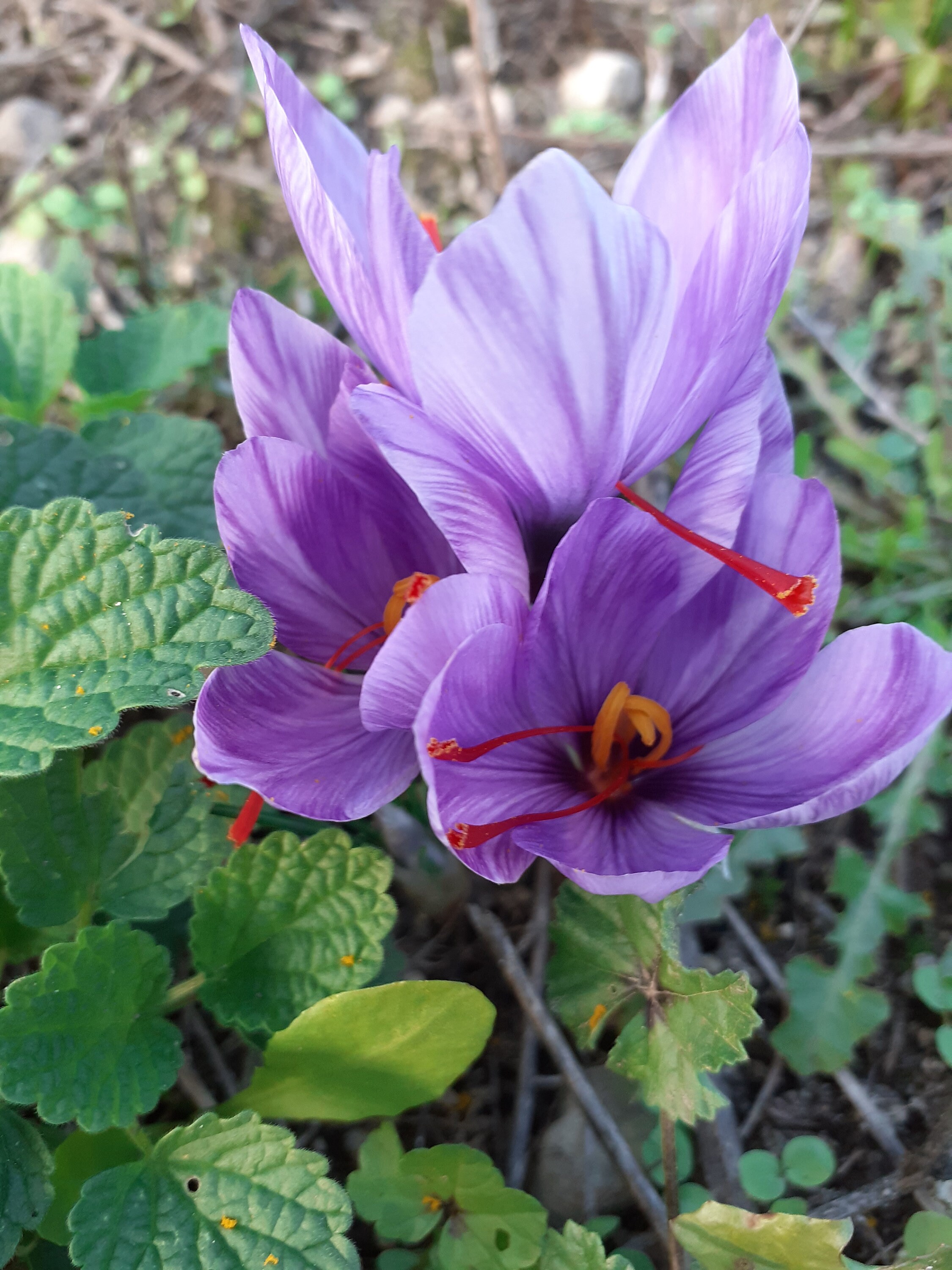 Saffron Flower Seeds