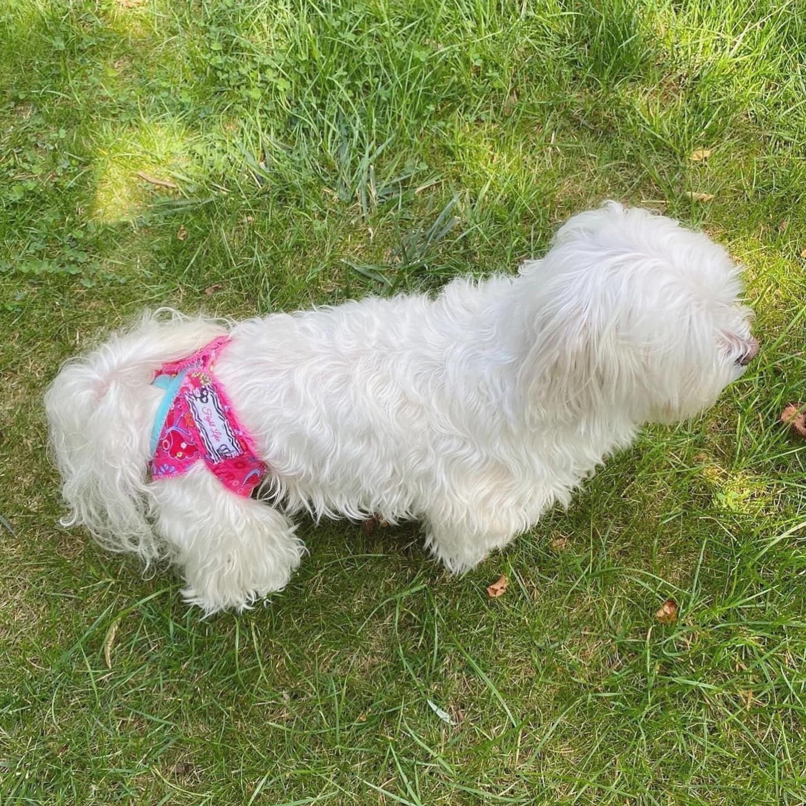 Dog Heat Pant PDF Sewing Pattern Multiple Sizes 2060cm/723inches With