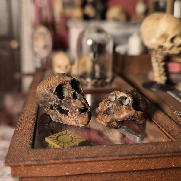 Neanderthal Ape skulls 1/12 scale