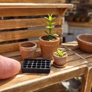 Pode incluir: Um conjunto de jardinagem em miniatura com três pequenos vasos cor de terracota, um deles contendo uma planta verde, uma bandeja de sementeira de plástico preto com várias células e uma taça rasa cor de terracota numa prateleira de madeira.