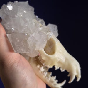 May include: A canine skull with a cluster of clear, crystalline formations on top. The skull is off-white, with visible teeth and eye sockets. The background is a dark blue.