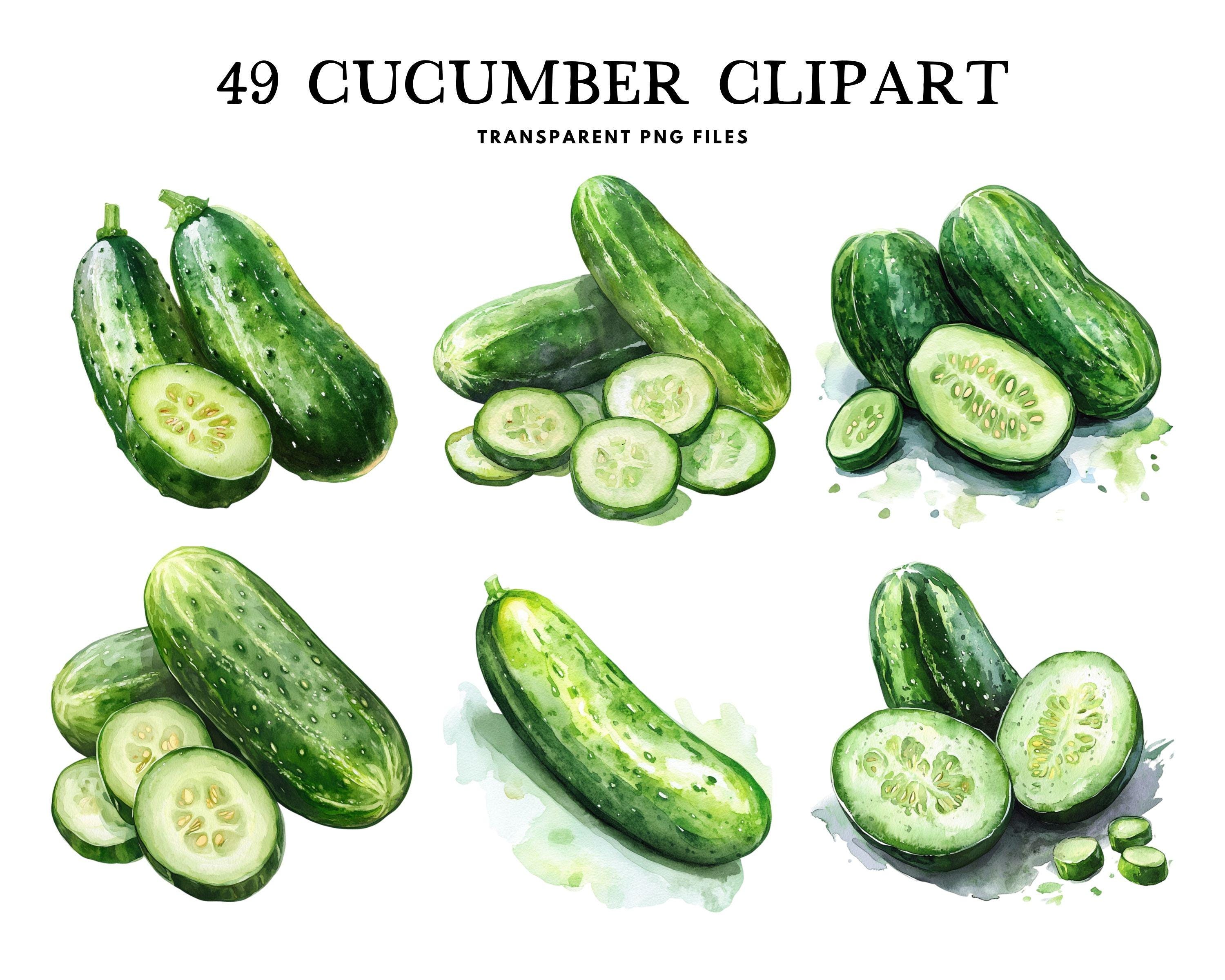 Watercolor Cucumber Clipart Bundle, Cucumber Png, Vegetable Clip Art, Illustration, Design, Free Commercial Use, Instant Digital Download