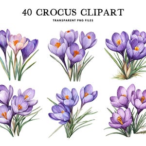 Watercolor Crocus Clipart Bundle, Crocus Png, Crocus Flower Clip Art, Flower Illustration, Floral Design, Commercial Use, Digital Download