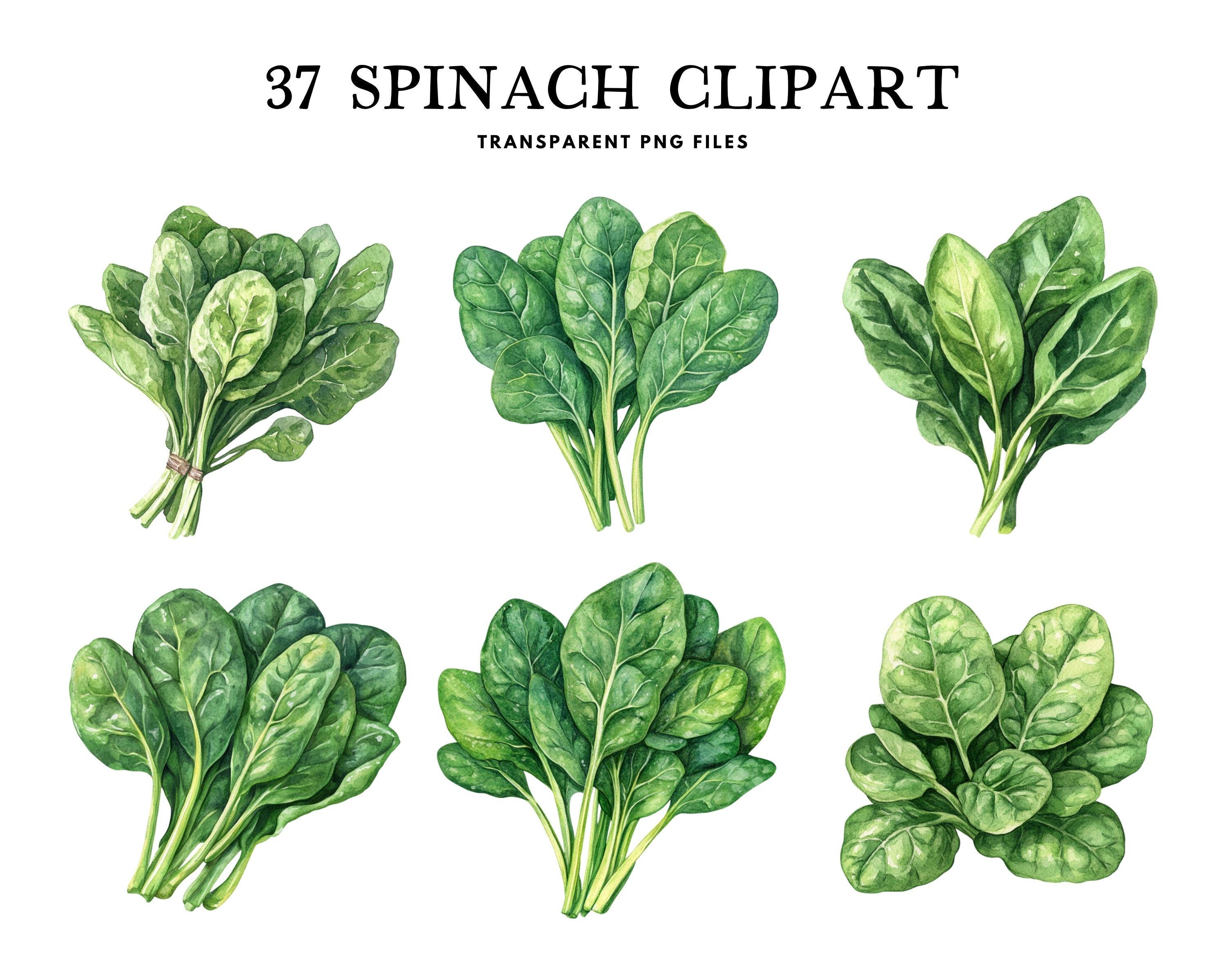 Espinacas png - Etsy México, image size:3000x2400