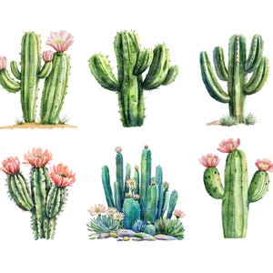 May include: Watercolor illustration of six different cacti. The cacti are various shades of green, with some featuring pink flowers. The image has a white background, highlighting the detailed watercolor painting of the desert plants.