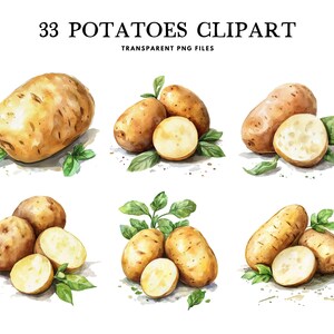 Imágenes prediseñadas de papas en acuarela, paquete PNG, imágenes prediseñadas de vegetales, ilustración, diseño, uso comercial gratuito, descarga digital instantánea
