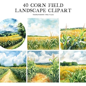Puede incluir: Un conjunto de 40 ilustraciones de acuarela de campos de maíz. Las ilustraciones presentan diferentes perspectivas de campos de maíz, incluyendo primeros planos de las mazorcas de maíz y tomas más amplias de los campos.