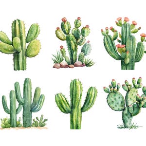 May include: Watercolor illustration of six different cacti in shades of green. Some cacti have small pink flowers. The cacti are arranged on a white background. The image is a botanical illustration.