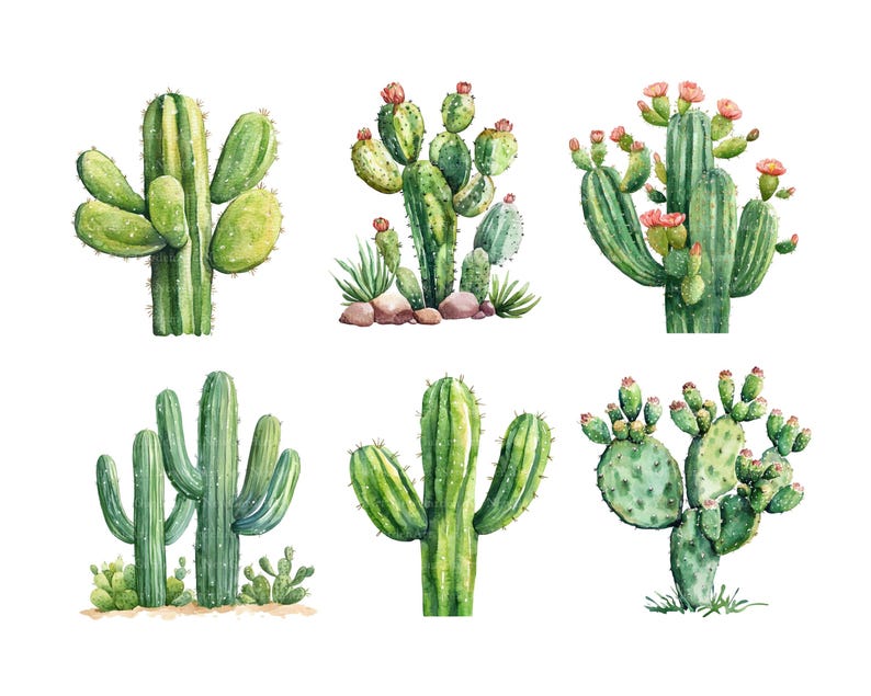 May include: Watercolor illustration of six different cacti in shades of green. Some cacti have small pink flowers. The cacti are arranged on a white background. The image is a botanical illustration.