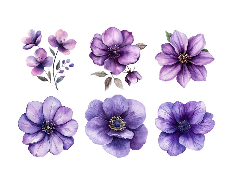 以下が含まれることがあります： 紫色の花の水彩画のイラストが6つあります。花はさまざまな開花段階にあり、形やサイズが異なります。花は白い背景に孤立しています。