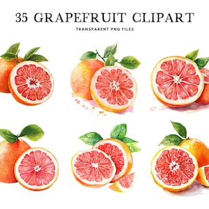 Watercolor Grapefruit Clipart, Png Bundle, Fruit Clip Art, Illustration, Design, Free Commercial Use, Instant Digital Download